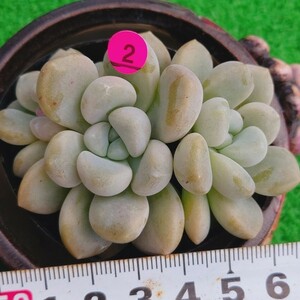 1115-P002 バブルバム エケベリア 多肉植物 韓国苗