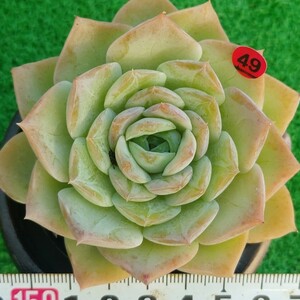 1115-R149 花 エケベリア 多肉植物 韓国苗