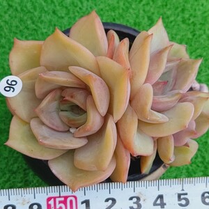 1123-W396 エンゼルリナ エケベリア 多肉植物 韓国苗