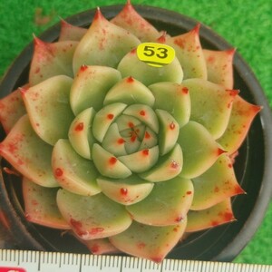 1202-Y553 Toscanelli エケベリア 多肉植物 韓国苗