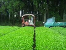あさぎり翠粉末茶90g3袋　粉末緑茶　茶農家直売　無農薬・無化学肥料栽培　カテキンパワー　免疫力アップ　シングルオリジン_画像9