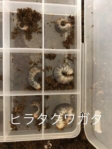 福岡県産ヒラタクワガタ　　2から3齢幼虫　10匹