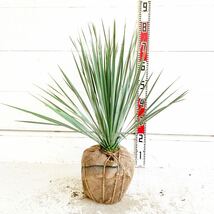 ユッカロストラータ　約:60cm【Yucca rostrata /ヤシの木/観葉植物/耐寒性/南国/ドライガーデン/ユッカ/ロックガーデン 】244373_画像1