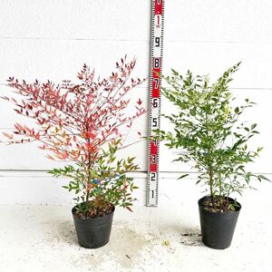 赤南天　白南天　２本セット（縁起物/紅白/植木/シンボルツリー/苗木/常用樹/庭木/白い実）218331