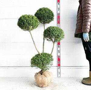 キンメツゲ　3本立ち　約110cm 根巻【トピアリー/玉柘植/柘植/苗木/植木/庭木/生垣/垣根/目隠し】119430