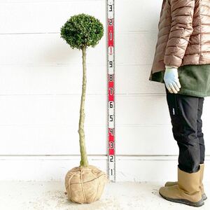 キンメツゲ　約110cm 根巻【スタンダード/トピアリー/玉柘植/柘植/苗木/植木/庭木/生垣/垣根/目隠し】119428