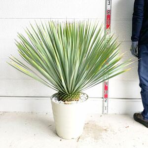 ユッカ サファイヤ　スカイズ　約:100cm【Yucca rostrata /ヤシの木/観葉植物/耐寒性/南国/ドライガーデン/ユッカ/ロックガーデン 】244376