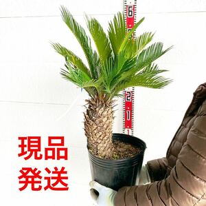 ソテツ　約:60cm 【sago palm/蘇鉄/そてつ/ヤシの木/庭木/株立ち/幹太/南国風/ガーデン/ドラセナ】243070