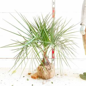 ココスヤシ 約:90cm 【Butia capitata/シルバーヤシ/シルバーリーフ/ヤシの木/庭木/シンボルツリー/ドラセナ】244369