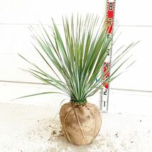 ユッカロストラータ　約:60cm【Yucca rostrata /ヤシの木/観葉植物/耐寒性/南国/ドライガーデン/ユッカ/ロックガーデン 】244375_画像1