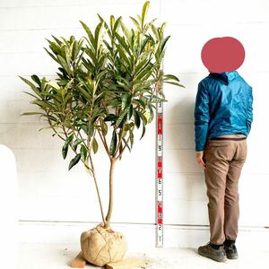 ビワ　なつたより　約：170cm 【枇杷/びわ/登録品種/品種登録/蜜柑/金冠/庭木/ガーデニング/果樹/果物】519006