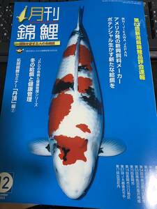 月刊錦鯉　　最新号　2023年1１月号　今秋の最新情報が満載　プレゼント付き【大日養鯉場オリジナル錦鯉手ぬぐい1枚】　レターパックで発送