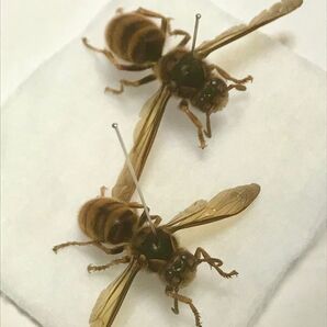 今期自己採集　キイロスズメバチ　女王及び働きバチ標本セット　展足乾燥済み