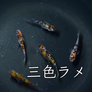 【めだか桃屋】極上三色ラメ　有精卵20個＋α