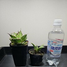 1円スタート レア株　アガベ　チタノタ　金剛狼 ウルヴァリン中株　agave titanota オテロイ実生付　コレクション株　特別セール_画像1