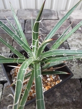 現物出品【アガベ・レオポルディー＊Agave leopoldii＊滝の白糸】４号　_画像1