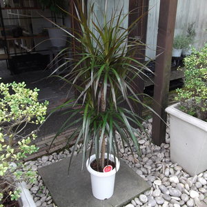 現物出品【ドラセナ・マジナータ・マジェンタ 115ｃｍ＊Dracaena Marginata Magenta】７号