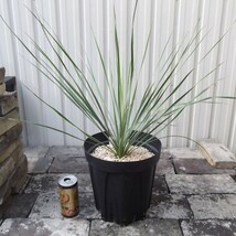 現物出品【ユッカ・トンプソニアナ＊Yucca Thompsoniana】７号　_画像5