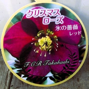 『クリスマスローズ 氷の薔薇 レッド＊Helleborus x Glandorfii HGC IceNroses』４号　写真同等品　今季開花予定株