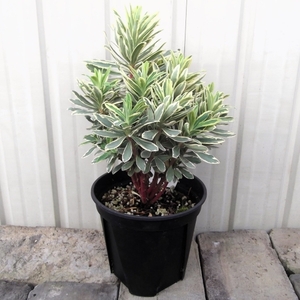 『ユーフォルビア・バローシルバー＊Euphorbia Characias Burrow silver』５号　写真同等品