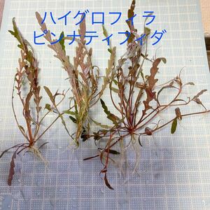 現品 ハイグロフィラ ピンナティフィダ　活着水草　水中葉　無農薬　活着用