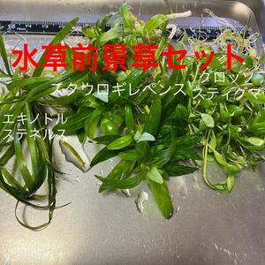 無農薬 水草 前景草3種セット スタウロギレペンス グロッソスティグマ エキノドルステネルス　現品