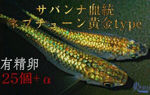 【爽メダカ】サバンナ様血統ネプチューン黄金type有精卵25個＋αになります。極上親個体から採卵致しました。