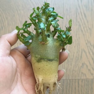 S153 特選 塊根植物 アデニウム アラビカム キングコング・ロリ 多肉植物 塊根植物