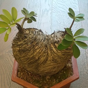 塊根植物 観葉植物 ザミア（メキシコソテツ）蘇鉄 巨大 大きい 綺麗株