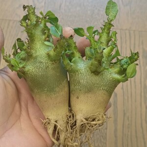 S182 特選 塊根植物 アデニウム アラビカム キングコング・ロリ 多肉植物 塊根植物2株