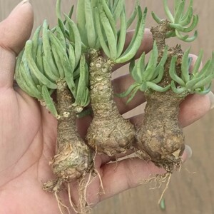 S196 特選 多肉植物 塊根植物 チレコドン ペアルソニー ベアルート株 冬型コーデックス 激レア！極上3株