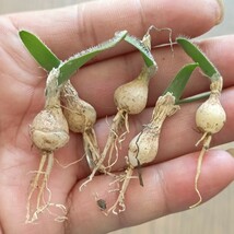  S047 特選 塊根植物 南アフリカの珍しい球根です Strumaria Fuzz drimia 極上5株_画像5