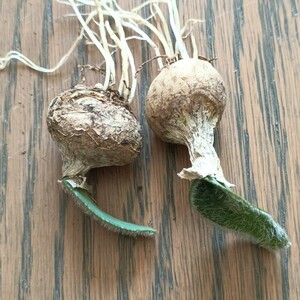 S055 特選 塊根植物 南アフリカの珍しい球根です Strumaria Fuzz drimia 極上2株