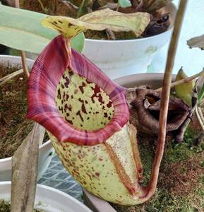 Nepenthes xalisaputrana 食虫植物 ウツボカズラ ネペンテス