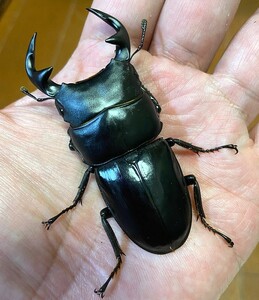 ★Dorcus Grandis Moriyai★★インドグランディス★ペア★