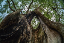 銘匠光学 TTArtisan 11mm f/2.8 Fisheye ニコンFマウント 一眼レフ用 魚眼レンズ フィッシュアイ_画像7