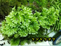 苔テラリウム初めての方へ　最適の苔１５種セット【飛騨苔の家】_画像4