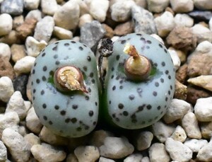 コノフィツム　Conophytum obcordellum ssp.stenandrum SB1986 Ottaspoort ステナンドルム