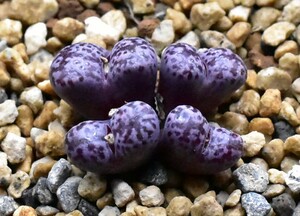 コノフィツム　Conophytum pellucidum var.neohallii 'Makin's Plum' メイキンズプラム