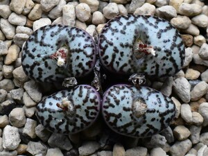 コノフィツム　Conophytum obcordellum ursprungianum 藤原阿嬌 黒線小蔦