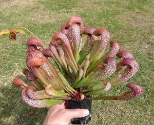 【食虫植物】サラセニア種子 ☆ フォルモサ × プシタシナ オケフェノキエンシス ビッグ グローボス トラップス 40粒 ☆⑥