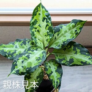 ★yuki★アグラオネマ ピクタム トリカラー 　ニルバーシュAglaonema pictum tricolor NIRVASH