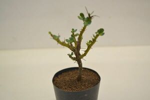 サルコカウロン　バンデリエティアエ　竜骨扇　SARCOCAULON vanderietiae