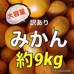 ⑫　9kg　訳あり　愛媛県産　みかん　約9ｋｇ　地域限定配送です　商品説明お読みください^_^