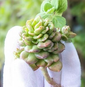 多肉植物 カット苗　りんごの花　韓国苗ペガン