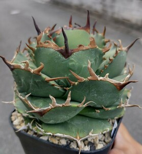 【AGAVE TITANOTA イタリア実生　超デブ株】アガベ　チタノタ　子株