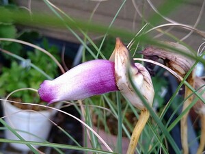 山野草。。ナンバンキセルの種