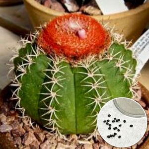 種10粒　メロカクタス　ネリー　サボテン　多肉植物　種子