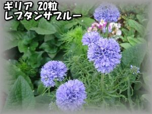 ギリア/玉咲姫ハナシノブ レプタンサブルー 20粒 花の種 2023年採種 202333