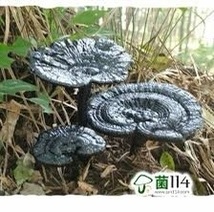 中国 チベット高原 黒霊芝 重さ60～80ｇ/1本_画像4